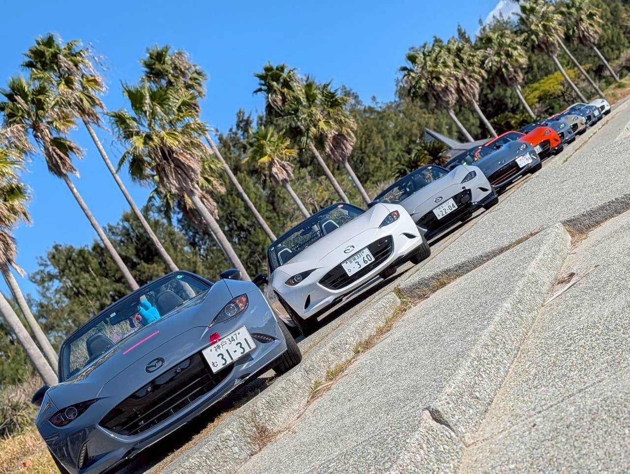 南国ムード満点のヤシの木